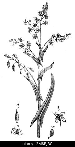 Woad, Isatis tinctoria, anonym (Biologiebuch, 1881), Färberwaid, Pastel des teinturiers Stockfoto