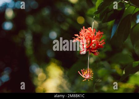 Im Garten blühende Hibiskusblüte. Stockfoto