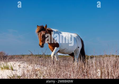 Assateague Pony (Equus Caballus) durchquert Sanddünen auf der Suche nach Essen in Assateague Island National Seashore, Maryland Stockfoto