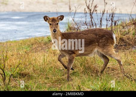 Sika Deer (Cervus nippon) in Assateague Island National Seashore, Maryland Stockfoto