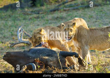 2 Löwen (Panthera leo), die sich von einem Cape Buffalo-Kadaver ernähren. Bwabwata-Nationalpark, Namibia Stockfoto