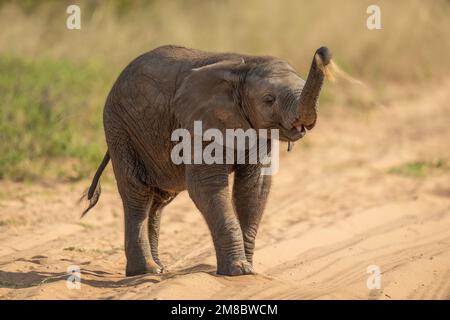 Ein afrikanischer Elefant wirft Sand nach hinten Stockfoto