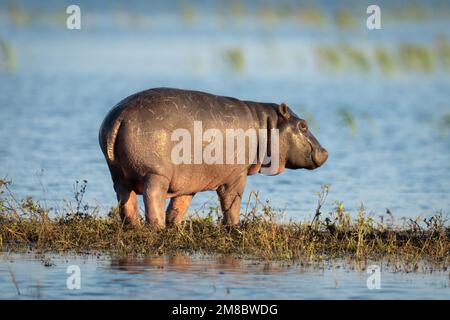 Baby-Nilpferd steht auf einer Insel im Fluss Stockfoto