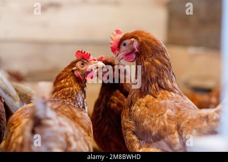 Zwei rote Hennen im Hühnerstall sehen sich gegenseitig aus nächster Nähe an. Nutzgeflügel im Dorf Stockfoto