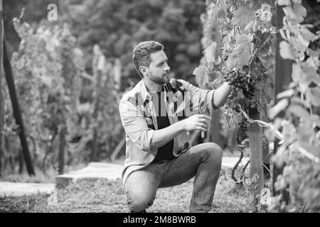 Mann Harvester auf Sommerernte. Enologe mit Gartenschere. Landwirt geschnitten Weinrebe. Stockfoto