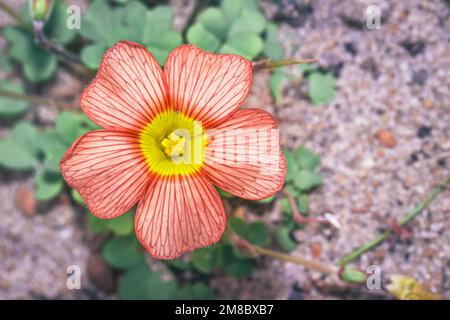 (Oxalis obtuse) Gelbäugiger Waldbrut im Frühling, Kapstadt, Südafrika Stockfoto