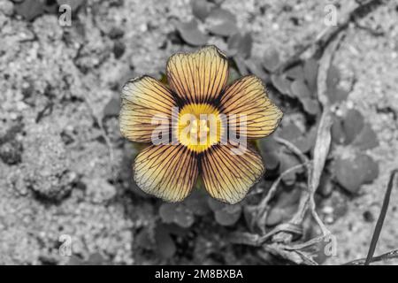 (Oxalis obtuse) Gelbäugiger Waldbrut im Frühling, Kapstadt, Südafrika Stockfoto