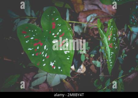 Eine Nahaufnahme von Caladium Bicolor, genannt Herz Jesu. Stockfoto