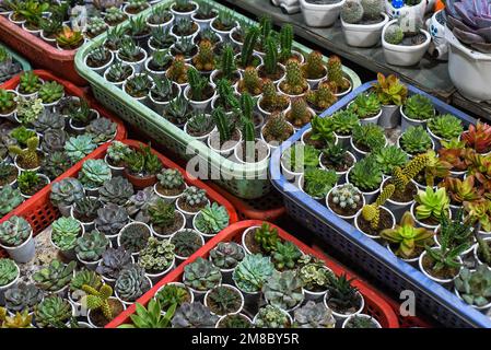 Auf einem Blumenmarkt wurden viele Sukkulenten von Echeveria elegans, Echeveria, Sedum, Graptopetalum (leatherpetal) eingetopft Stockfoto