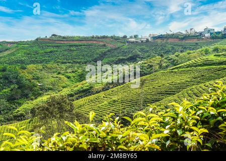 Teeernte in Teehügel in Da Lat Vietnam Stockfoto