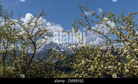 Der Obstbaum blüht vor dem Hintergrund der Berge Stockfoto