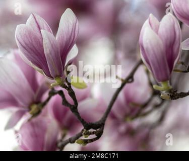 Herrliche Magnolienblumen im Salzburger Park Stockfoto