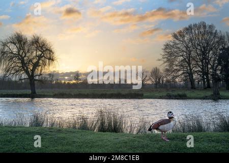 Ägyptische Gans und Sonnenaufgang in Bushy Park Ponds an einem frühen Januarmorgen Stockfoto