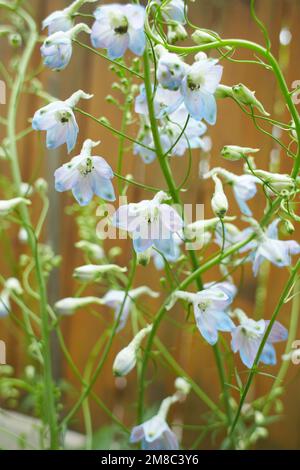 Blaue Blumen Delphinium trolliifolium im Garten. "Junggesellen-Knöpfe" im Blumenbeet. Sommer und Frühling Stockfoto