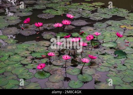 Blühende rosa Lotusblumen (Nelumbo nucifera) im Teich in Pai, Nordthailand Stockfoto