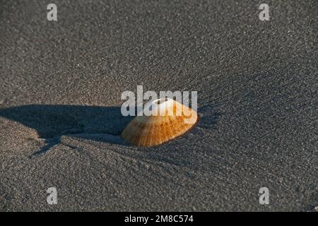 Eine einzige Hülle des geschlüpften Limpets (Helcion Sp) an der Atlantikküste Namaqualand, Südafrika Stockfoto