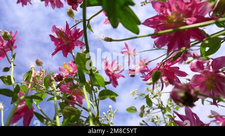 Rosa Blüten als Konzept des Frühlingsbeginns. Ansicht von unten. Wie die Ameise sieht Stockfoto