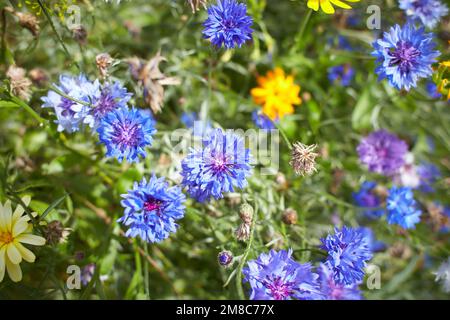 Blaue Blumen Centaurea cyanus „Schwarzer Edelstein“ im Garten. "Junggesellen-Knöpfe" im Blumenbeet. Sommer und Frühling Stockfoto