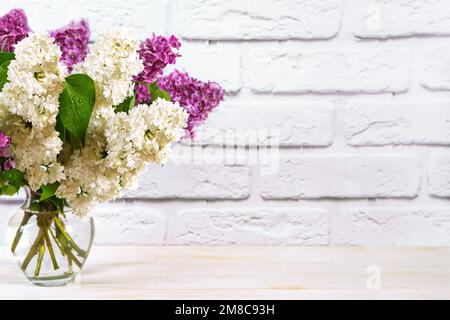 Schöne blühende lila und weiße Fliederblumen in Vase auf weißem Backstein Hintergrund. Florale Komposition. Frauentag, Muttertag, Geburtstag und Hochzeit Stockfoto