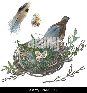 Zeichnung eines kleinen Vogels und sein Nest mit Eiern. Qualitativ hochwertige Darstellung. Ein kleiner grauer Nacktvogel und sein Weidennest mit kleinen gefleckten Eiern in Harmonie mit nicht hellen Farben Stockfoto