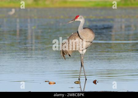 Sandhill Crane (Grus canadensis). Myakka River State Park, Florida. Stockfoto