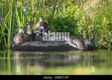 Holzente (Aix sponsa). Babys. Frühling im Acadia-Nationalpark, Maine, USA. Stockfoto