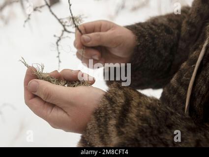 (230113) -- GENHE, 13. Januar 2023 (Xinhua) -- Juele überprüft eine Art Moos, das auf Bäumen wächst, eines der Lieblingsgerichte von Rentieren, auf dem Jinhe Forest Range nahe Genhe City, Nordchina innere Mongolei Autonome Region, 12. Januar 2023. Alle zwei oder drei Tage fährt Juele Bulituotian zum Jinhe-Waldgebiet etwa 80 Kilometer von Genhe City entfernt. Dort wird der 39-jährige Aoluguya Ewenki-Hirte, der einen traditionellen Pelzmantel trägt, sein forschendes Rentier finden. Anstatt Rentiere in einer Scheune zu halten, ließen die Ewenki-Hirten die Tiere im Wald leben und überprüften sie alle paar Tage Stockfoto