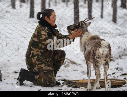 (230113) -- GENHE, 13. Januar 2023 (Xinhua) -- Dalinma, Jueles Cousine, kümmert sich um ein krankes Rentier im Jinhe Forest Range nahe Genhe City, Nordchina Autonome innere Mongolei, 12. Januar 2023. Alle zwei oder drei Tage fährt Juele Bulituotian zum Jinhe-Waldgebiet etwa 80 Kilometer von Genhe City entfernt. Dort wird der 39-jährige Aoluguya Ewenki-Hirte, der einen traditionellen Pelzmantel trägt, sein forschendes Rentier finden. Anstatt Rentiere in einer Scheune zu halten, lassen die Ewenki-Hirten die Tiere im Wald leben und überprüfen sie alle paar Tage. Juele besitzt über 60 Rind Stockfoto