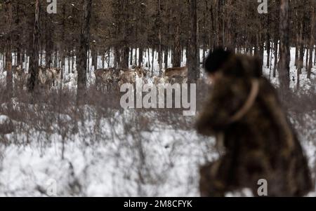 (230113) -- GENHE, 13. Januar 2023 (Xinhua) -- Juele findet endlich sein Rentier nach zwei Stunden Suche auf dem Jinhe Waldgebiet nahe Genhe City, Nordchina innere Mongolei Autonome Region, 12. Januar 2023. Alle zwei oder drei Tage fährt Juele Bulituotian zum Jinhe-Waldgebiet etwa 80 Kilometer von Genhe City entfernt. Dort wird der 39-jährige Aoluguya Ewenki-Hirte, der einen traditionellen Pelzmantel trägt, sein forschendes Rentier finden. Anstatt Rentiere in einer Scheune zu halten, lassen die Ewenki-Hirten die Tiere im Wald leben und überprüfen sie alle paar Tage. Juele besitzt über 60 r Stockfoto