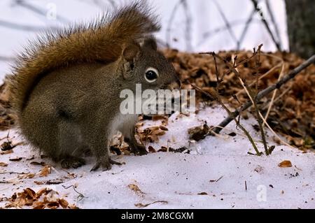 Ein rotes Eichhörnchen ' Tamiasciurus hudsonicus', das auf dem schneebedeckten Boden in seinem Waldlebensraum forscht. Stockfoto