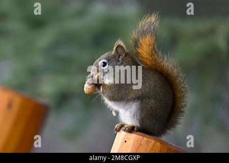 Ein rotes Eichhörnchen ' Tamiasciurus hudsonicus', das auf einer Parkbank sitzt und eine Fichtenform isst Stockfoto