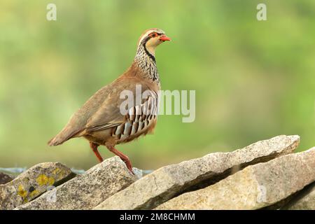Nahaufnahme eines alarmierten, erwachsenen Rotbein-Rebhuhn, wissenschaftlicher Name: Alectoris rufa, stand auf einer Drystonwand und blickte nach rechts. Sauberes, grünes Bac Stockfoto