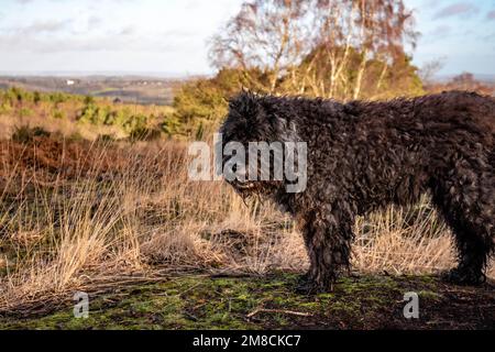 Süßes Bouvier des Flandres auf einem Naturspaziergang im Ashdown Wald an einem Frühlingstag Stockfoto