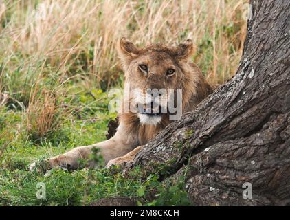 23. September 2022, Tansania, Nyabogati: Ein junger Löwe (Panthera leo) liegt im Gras hinter einem Baum im Serengeti-Nationalpark. Der Park im Norden des Landes ist einer der bekanntesten und größten Nationalparks der Welt und gehört zum UNESCO-Weltkulturerbe. Foto: Soeren Stache/dpa Stockfoto