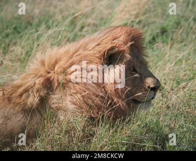 23. September 2022, Tansania, Nyabogati: Ein Löwe (Panthera leo) liegt im hohen Gras im Serengeti-Nationalpark. Der Park im Norden des Landes ist einer der bekanntesten und größten Nationalparks der Welt und gehört zum UNESCO-Weltkulturerbe. Foto: Soeren Stache/dpa Stockfoto