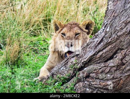 23. September 2022, Tansania, Nyabogati: Ein Löwe (Panthera leo) liegt im Gras hinter einem Baum im Serengeti-Nationalpark. Der Park im Norden des Landes ist einer der bekanntesten und größten Nationalparks der Welt und gehört zum UNESCO-Weltkulturerbe. Foto: Soeren Stache/dpa Stockfoto