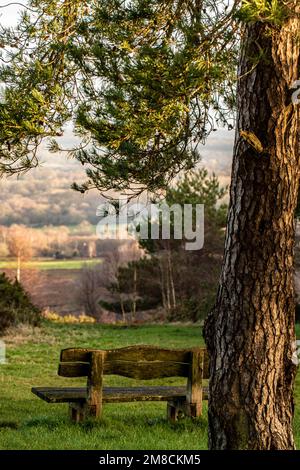 Wunderschöne ruhige Bank an einem großen Baum mit Blick auf den Ashdown Wald am Morgen Stockfoto