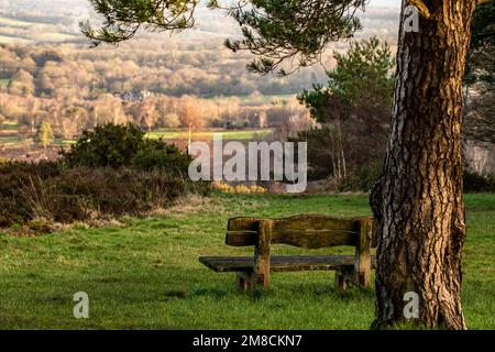 Wunderschöne ruhige Bank an einem großen Baum mit Blick auf den Ashdown Wald am Morgen Stockfoto