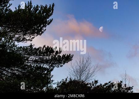 Wunderschöne Halbmondwolke in Pink und blauem Himmel hinter der Baumsilhouette an einem kalten Morgen Stockfoto