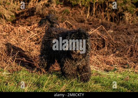 Süßes Bouvier des Flandres auf einem Naturspaziergang im Ashdown Wald an einem Frühlingstag Stockfoto