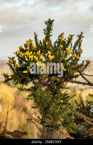 Gewöhnlicher Gänsebüsch und Blumen an einem sonnigen Frühlingstag vor dem Moor Stockfoto