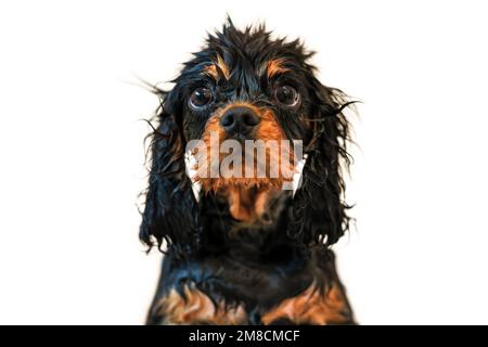Wilberforce, der schwarz-braune Kavalier König Charles Spaniel, nimmt ein Bad. Vorderansicht isoliert auf weißem Hintergrund. Stockfoto