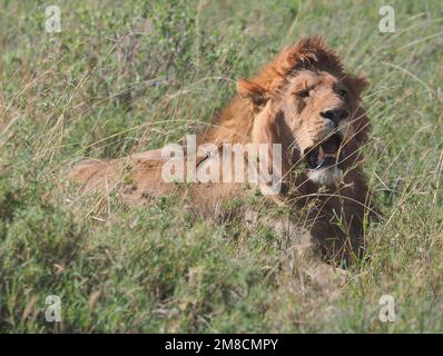 23. September 2022, Tansania, Nyabogati: Ein Löwe (Panthera leo) liegt im hohen Gras des Serengeti-Nationalparks und weint sein Maul. Der Park im Norden des Landes ist einer der bekanntesten und größten Nationalparks der Welt und gehört zum UNESCO-Weltkulturerbe. Foto: Soeren Stache/dpa Stockfoto