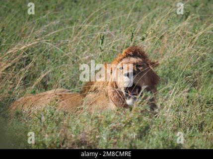 23. September 2022, Tansania, Nyabogati: Ein Löwe (Panthera leo) liegt im hohen Gras des Serengeti-Nationalparks und weint sein Maul. Der Park im Norden des Landes ist einer der bekanntesten und größten Nationalparks der Welt und gehört zum UNESCO-Weltkulturerbe. Foto: Soeren Stache/dpa Stockfoto