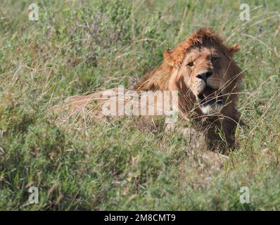 23. September 2022, Tansania, Nyabogati: Ein Löwe (Panthera leo) liegt im hohen Gras des Serengeti-Nationalparks und weint sein Maul. Der Park im Norden des Landes ist einer der bekanntesten und größten Nationalparks der Welt und gehört zum UNESCO-Weltkulturerbe. Foto: Soeren Stache/dpa Stockfoto