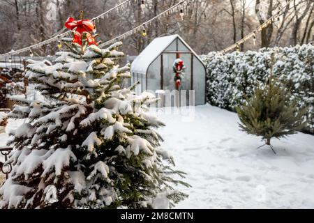 Verschneiter Hof mit Gewächshaus und Weihnachtsbaum Stockfoto