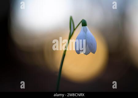 Einsamer gemeiner Schneefall (galanthus nivalis) bei Sonnenuntergang Stockfoto