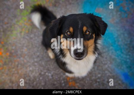 Australischer Schäferhund, der auf einer Straße sitzt Stockfoto