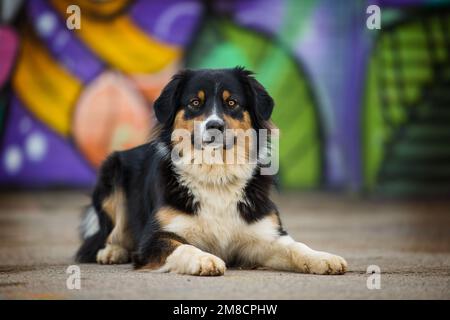 Ausgewachsener australischer Schäferhund liegt auf farbenfrohem Hintergrund und schaut in die Kamera Stockfoto