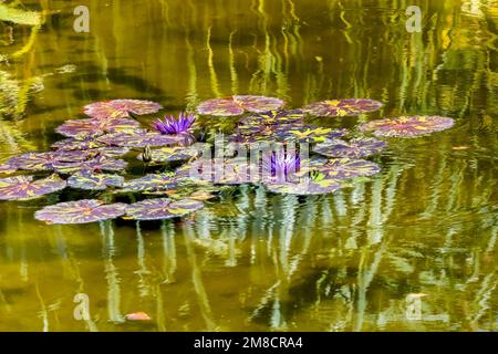 Lila Nymphaea Wasser Lily Flowers Pads Teich Reflexion Fairchild Garten Coral Gables Florida Stockfoto